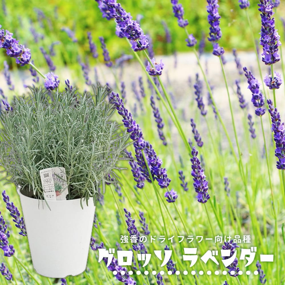 ラベンダー ラバンディン系 グロッソ 苗 おすすめ 苗木部 By 花ひろば