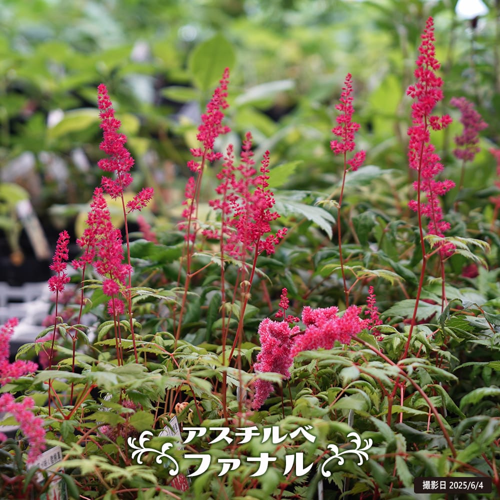 アスチルベ ファナル 苗 販売 苗木部 By 花ひろばオンライン