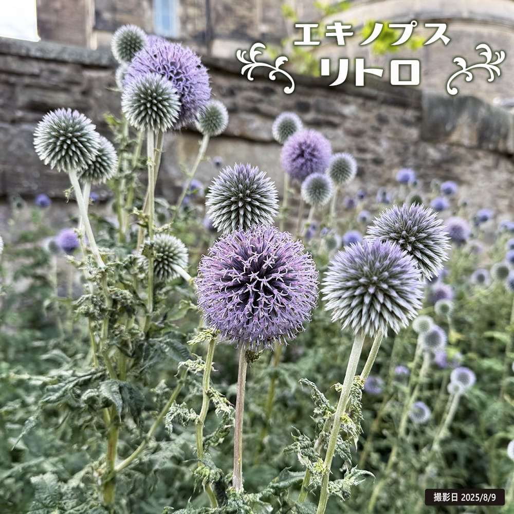 エキノプス （ルリタマアザミ） リトロ 苗 販売 苗木部 By 花ひろば