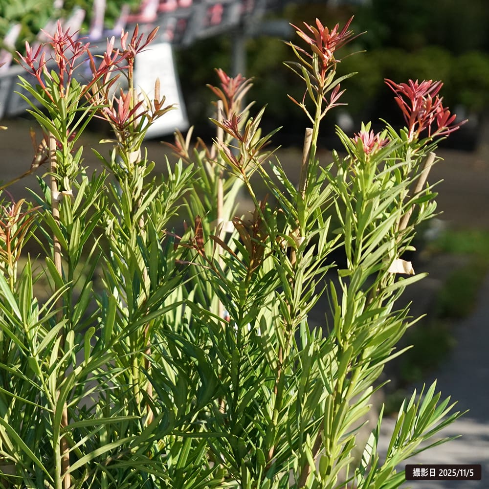 イヌマキ 匝瑳 苗 販売 苗木部 By 花ひろばオンライン