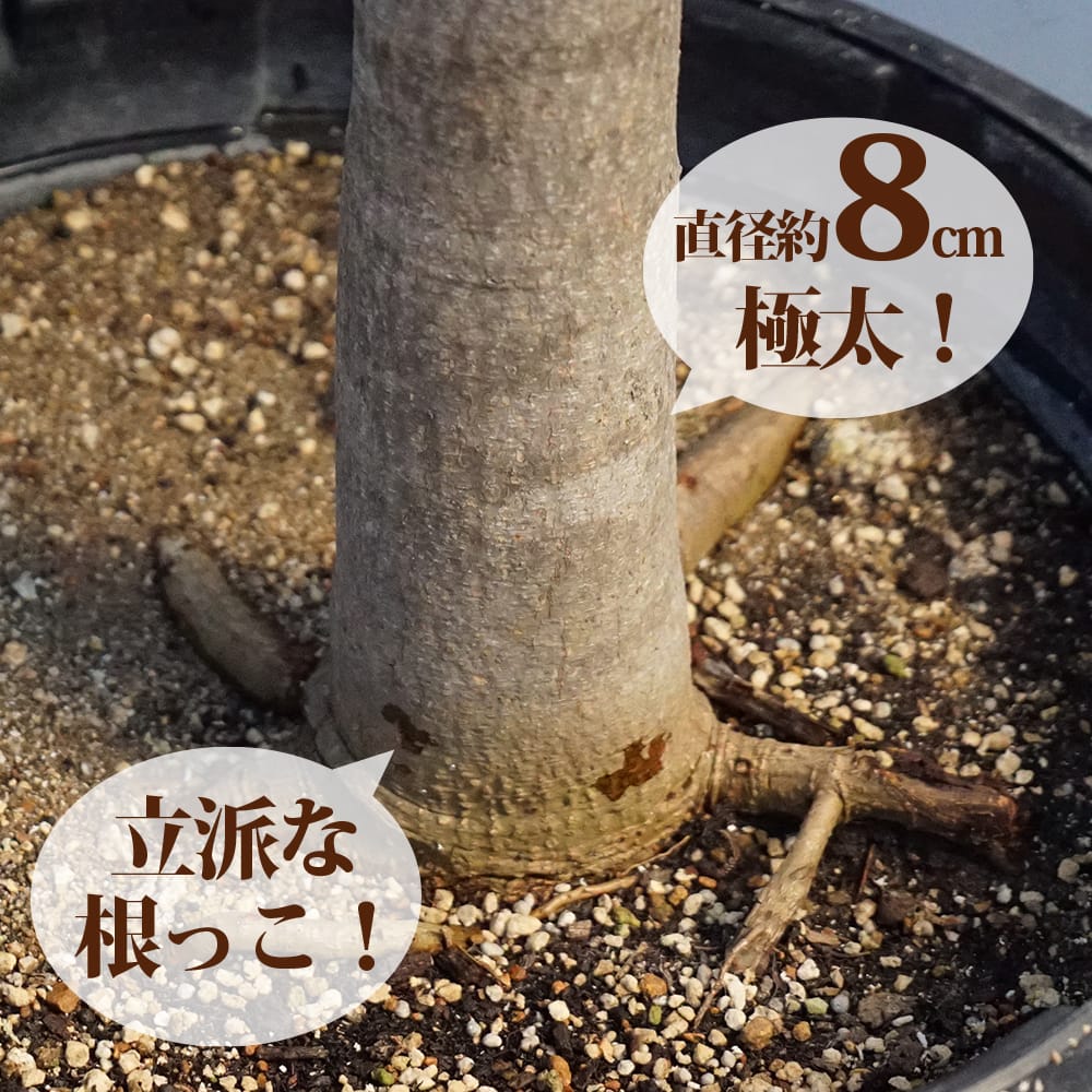 マンゴー 玉文 苗 販売 苗木部 By 花ひろばオンライン