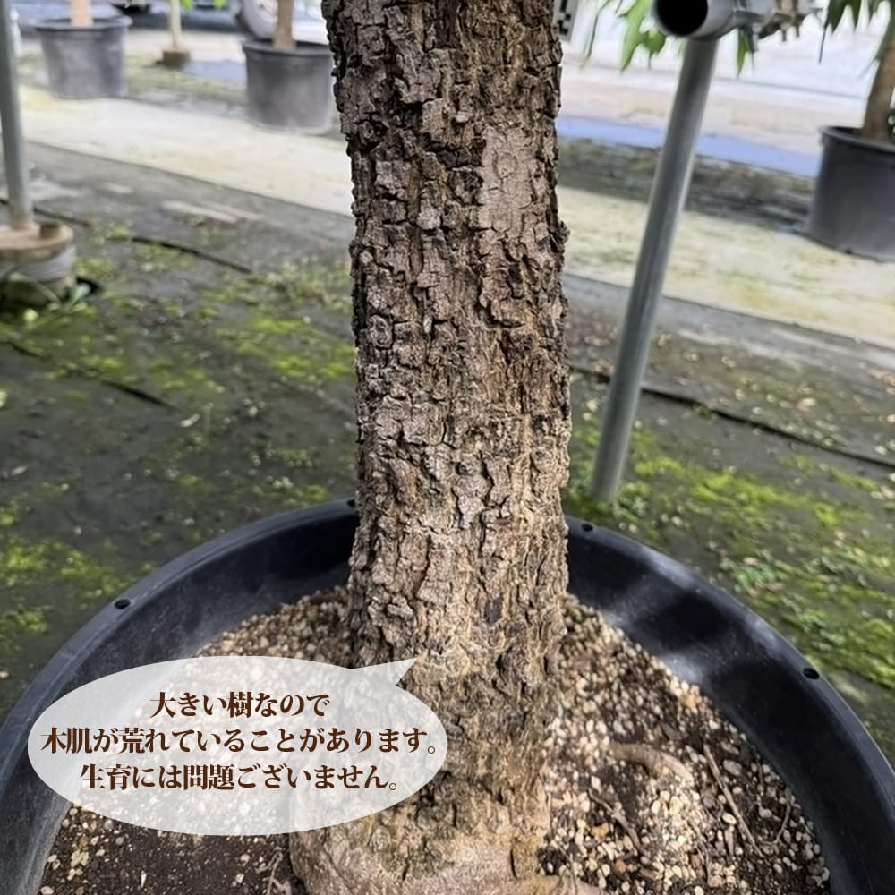 キーツマンゴー苗６号２本 キーツマンゴー苗6号2本 訳あり マンゴー苗 品種キーツ 6号サイズ2