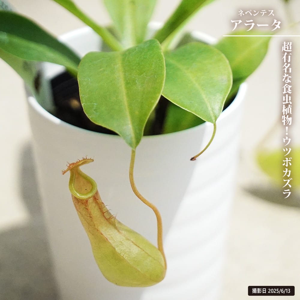 週末特価！2鉢価格！ネペンテス　アラータ　ヒスイ　苗　苗木　5号　食虫植物　壺付 Amazon.co.jp: PLANCHU 食虫植物 ネペンテス アラタ ヒスイ 5号