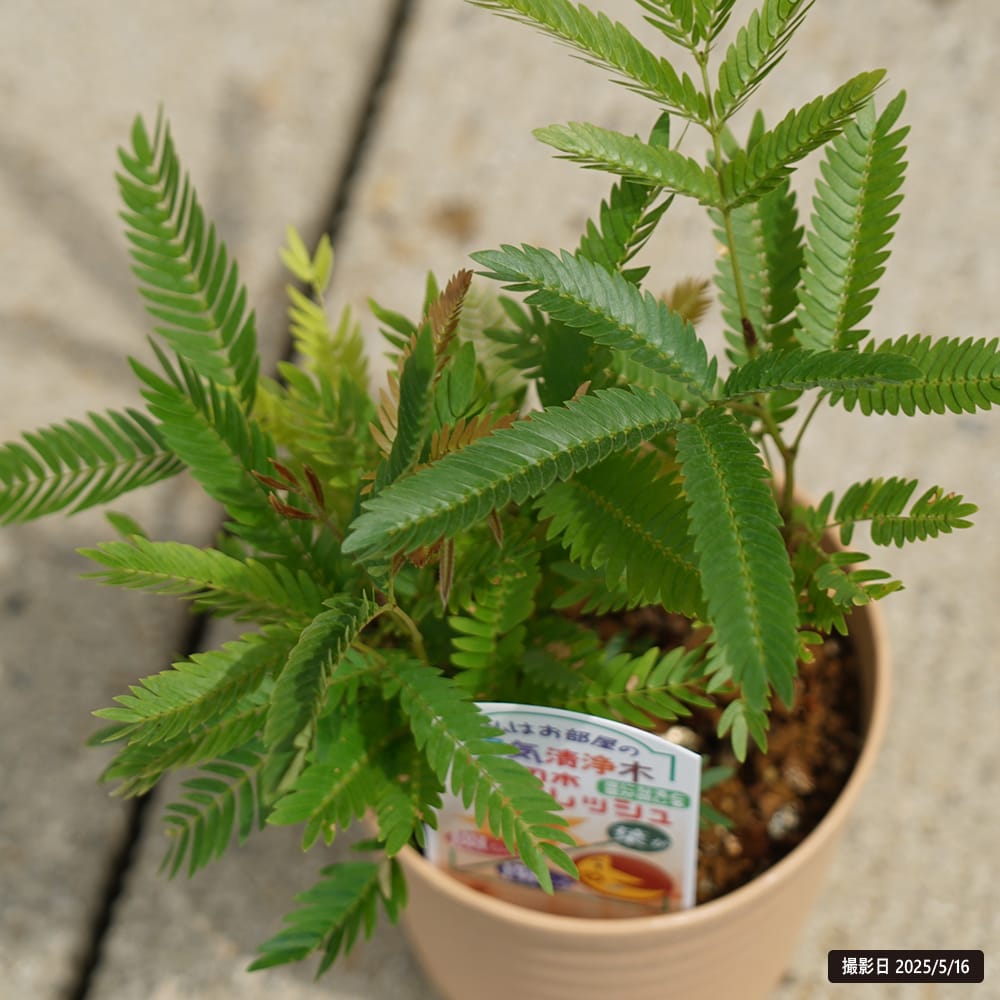 希少♡斑入り♡エバーフレッシュ♡ネムの木♡観葉植物