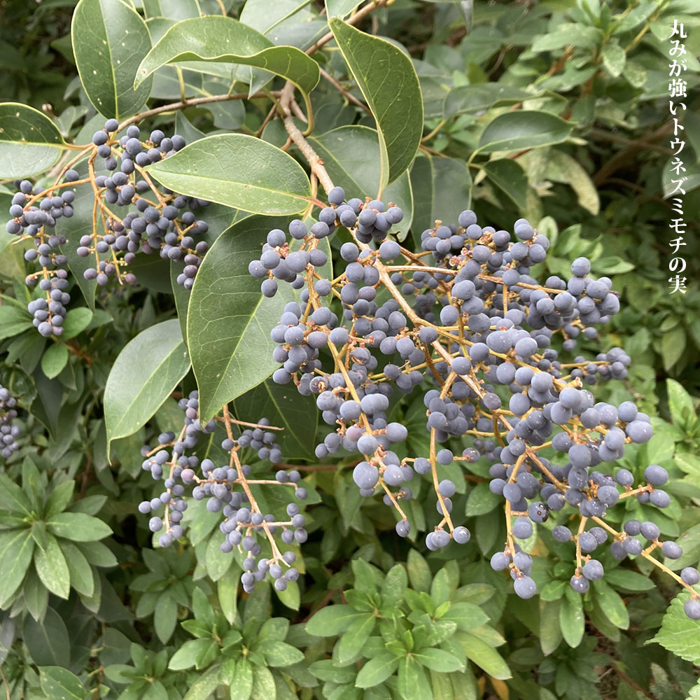 トウネズミモチ 苗 販売 苗木部 By 花ひろばオンライン