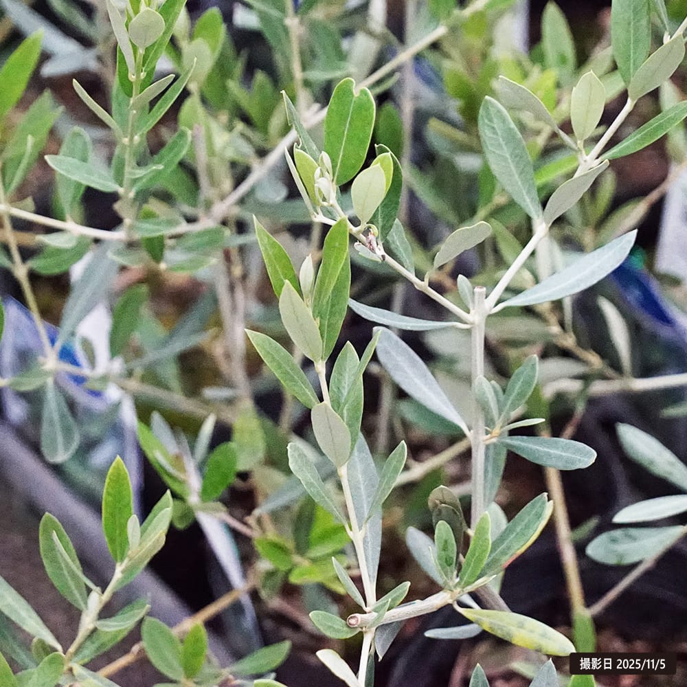 オリーブの木　ピクアル　10号　約145cm　NO.606　人気品種　現品掲載 オリーブの木 ピクアル 10号 約145cm NO.606 人気品種 現品掲載