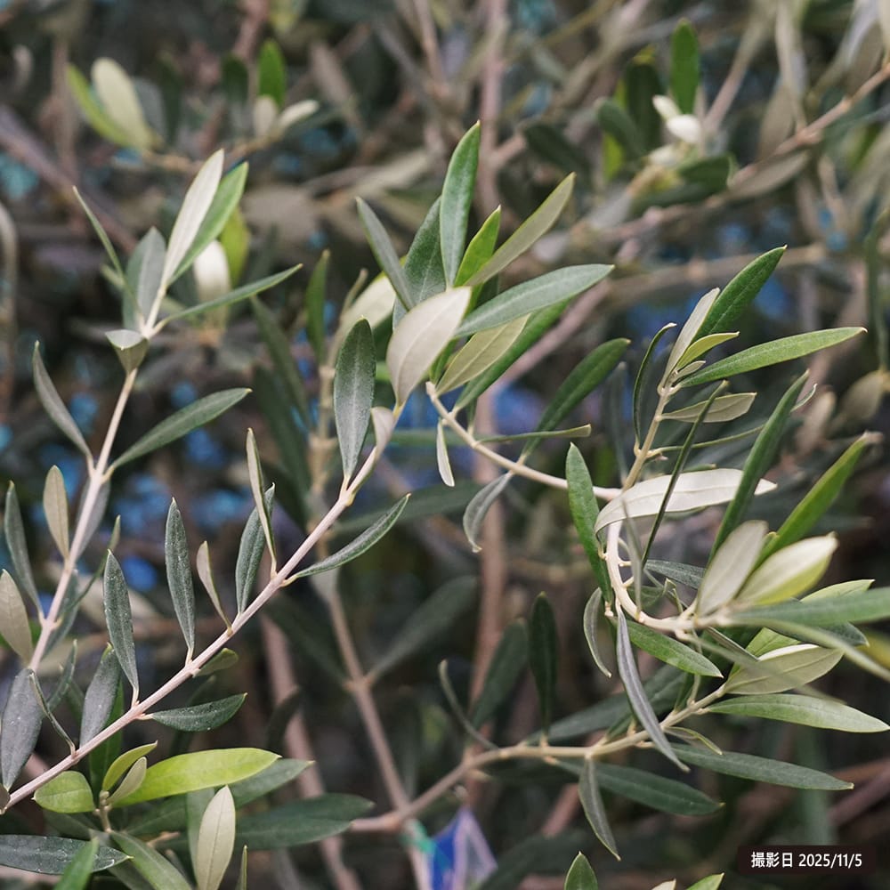 なべさと様おまとめ☆オリーブの苗☆ルッカ　ミッション なべさと様おまとめ☆オリーブの苗☆ルッカ ミッション