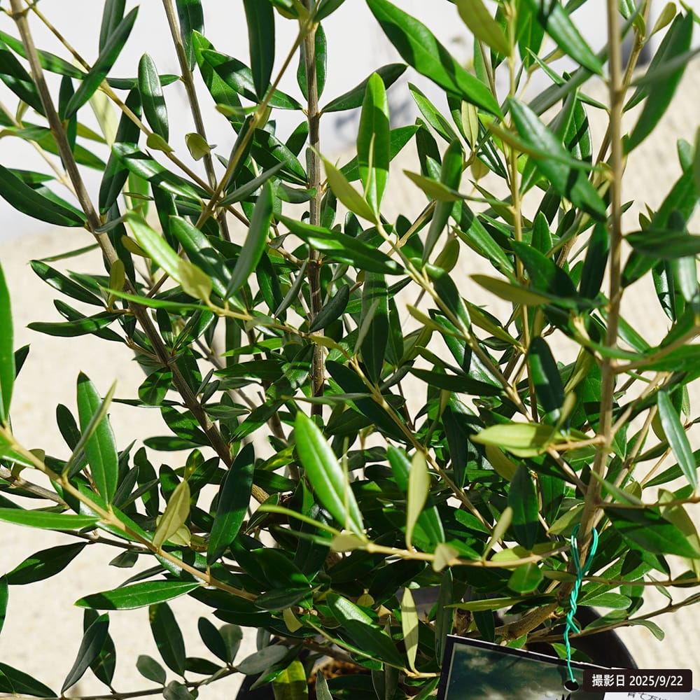 オリーブ（ひなかぜ） オリーブ ひなかぜ 苗 販売 苗木部 By 花ひろばオンライン