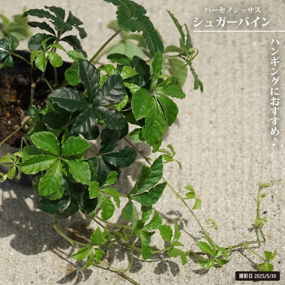 パーセノシッサス シュガーパイン 苗 販売 苗木部 By 花ひろばオンライン