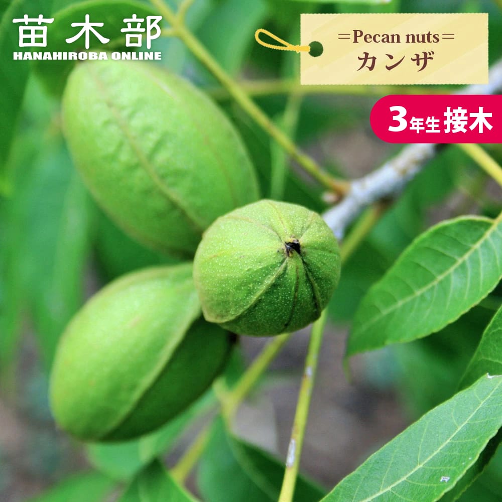 ペカンナッツ カンザ 苗 通販 苗木部 By 花ひろばオンライン