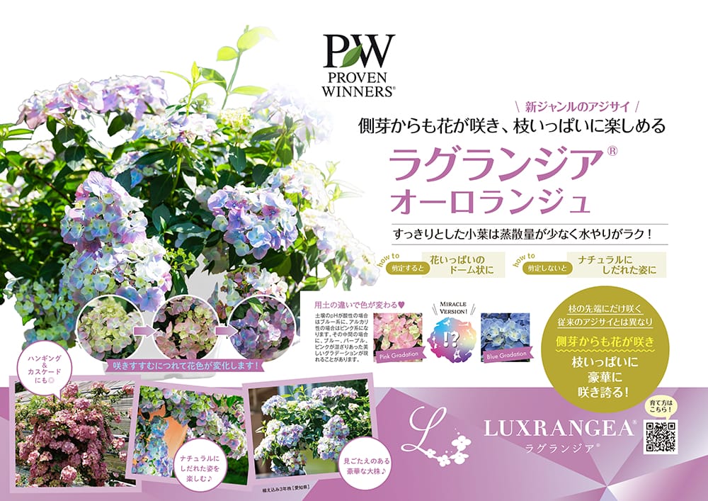 アジサイ　ラグランジア　オーロランジュ　山葡萄苗木セット アジサイ ラグランジア オーロランジュ 山葡萄苗木セット PW
