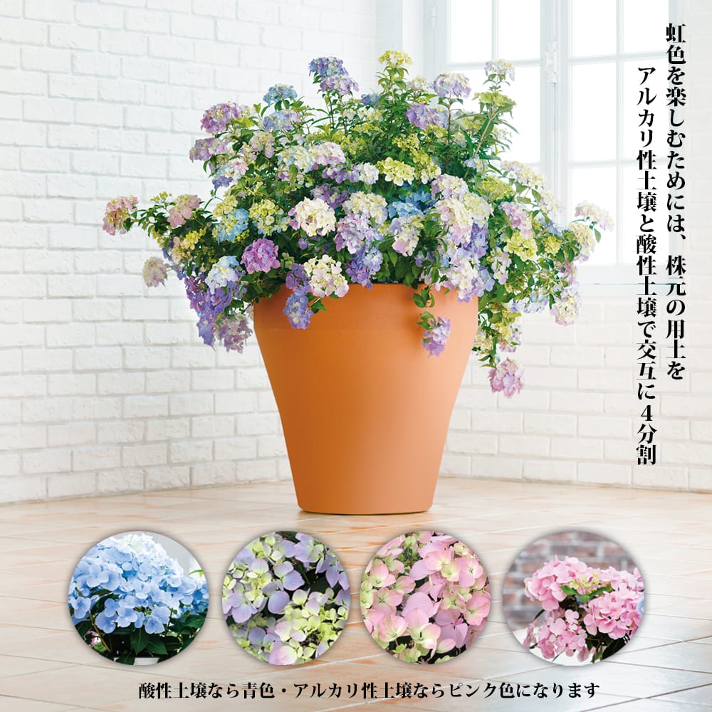 ラグランジア（R) クリスタルベール2 苗 販売 苗木部 By 花ひろば