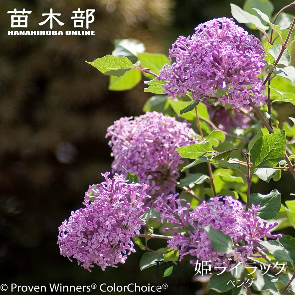 姫ライラック ペンダ 苗 通販 苗木部 By 花ひろばオンライン