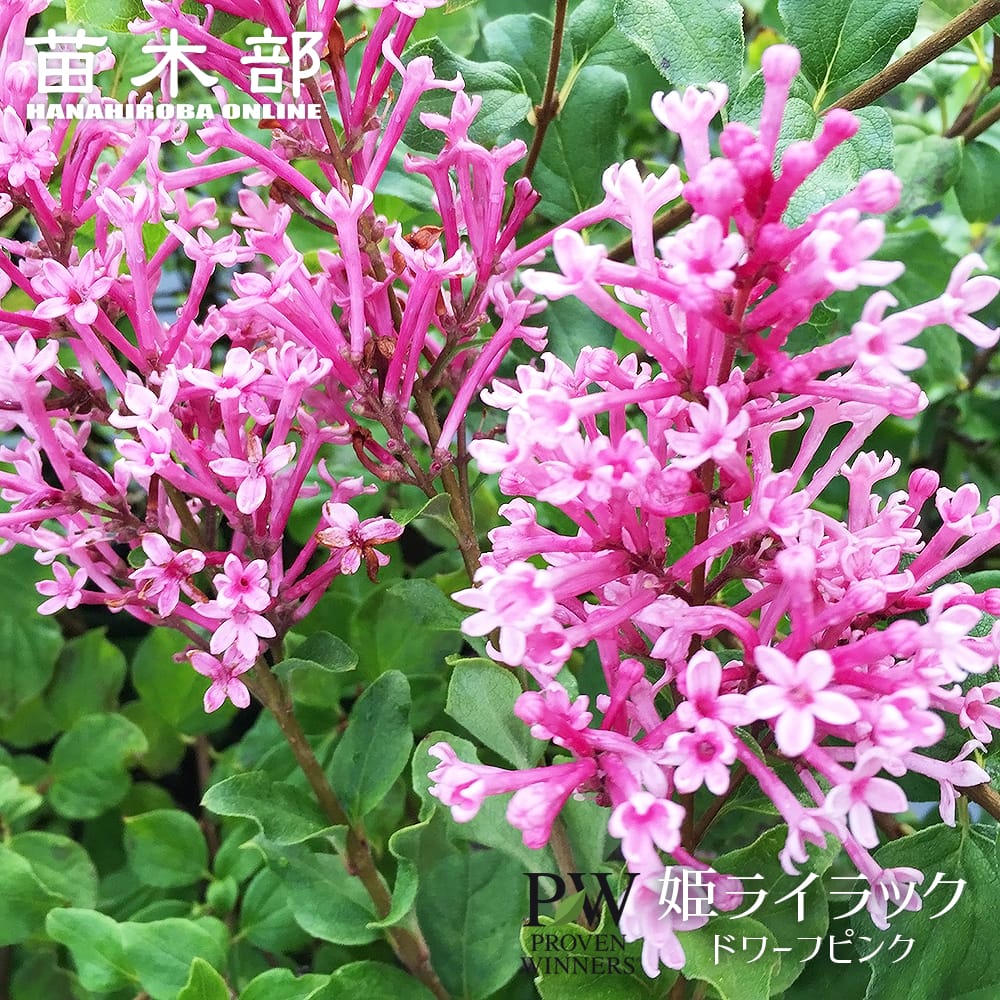 姫ライラック ドワーフピンク 苗 販売 苗木部 By 花ひろばオンライン