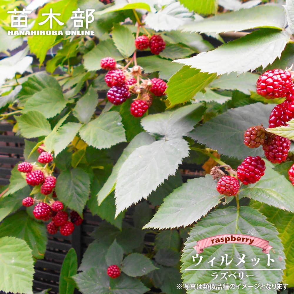 ☆ラズベリー☆様専用 【公式通販】