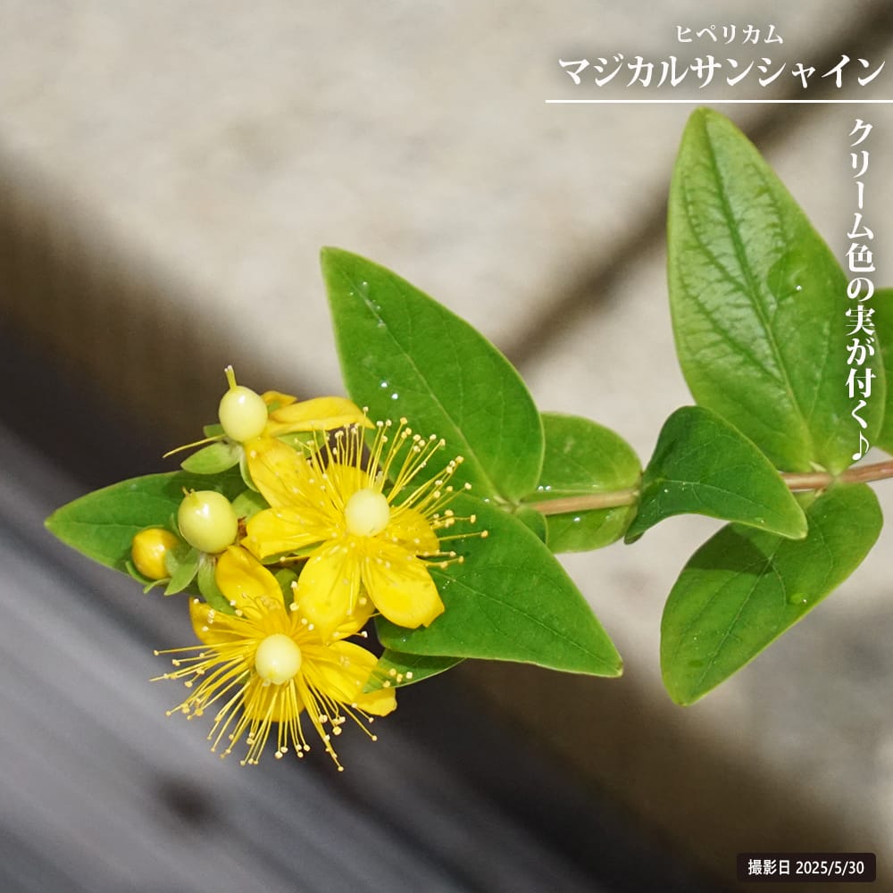 キンシバイ マジカルシリーズ マジカルサンシャイン 苗 販売 苗木部