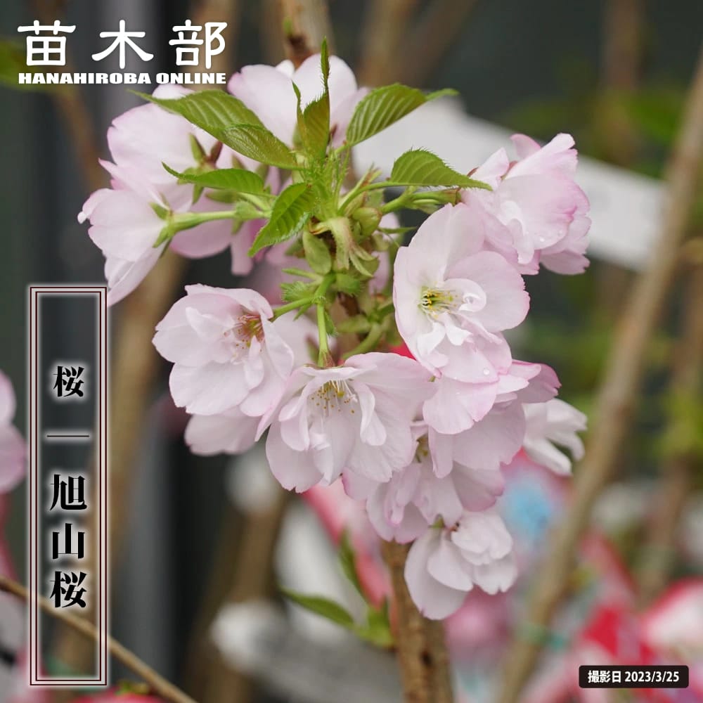 sakura002_01.jpg
