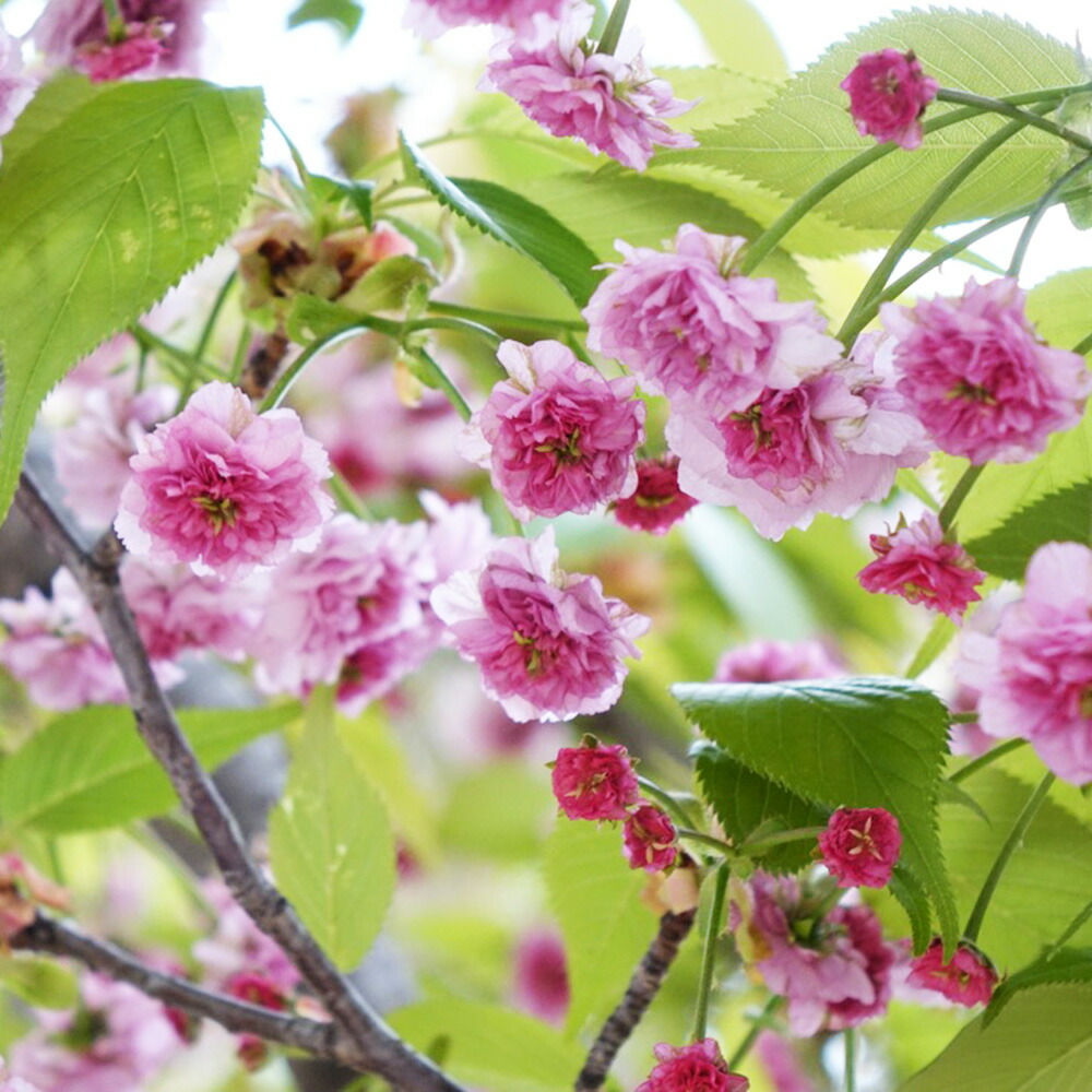 さくら 兼六園菊桜 サトザクラ系 苗 販売 苗木部 By 花ひろば さくら 兼六園菊桜 サトザクラ系 苗 販売 苗木部 By 花ひろば