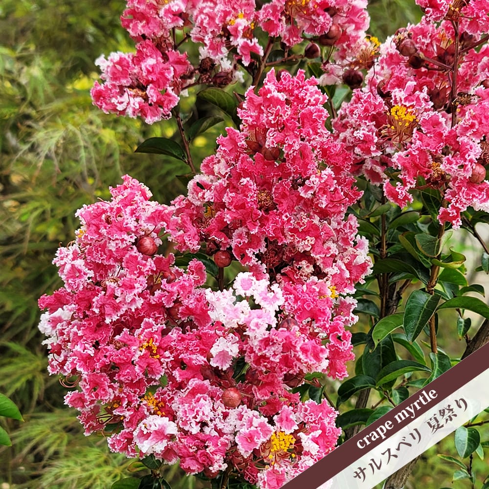 百日紅　サルスベリ　夏祭り/ 525 サルスベリ 夏祭り 苗 通販 苗木部 By 花ひろばオンライン