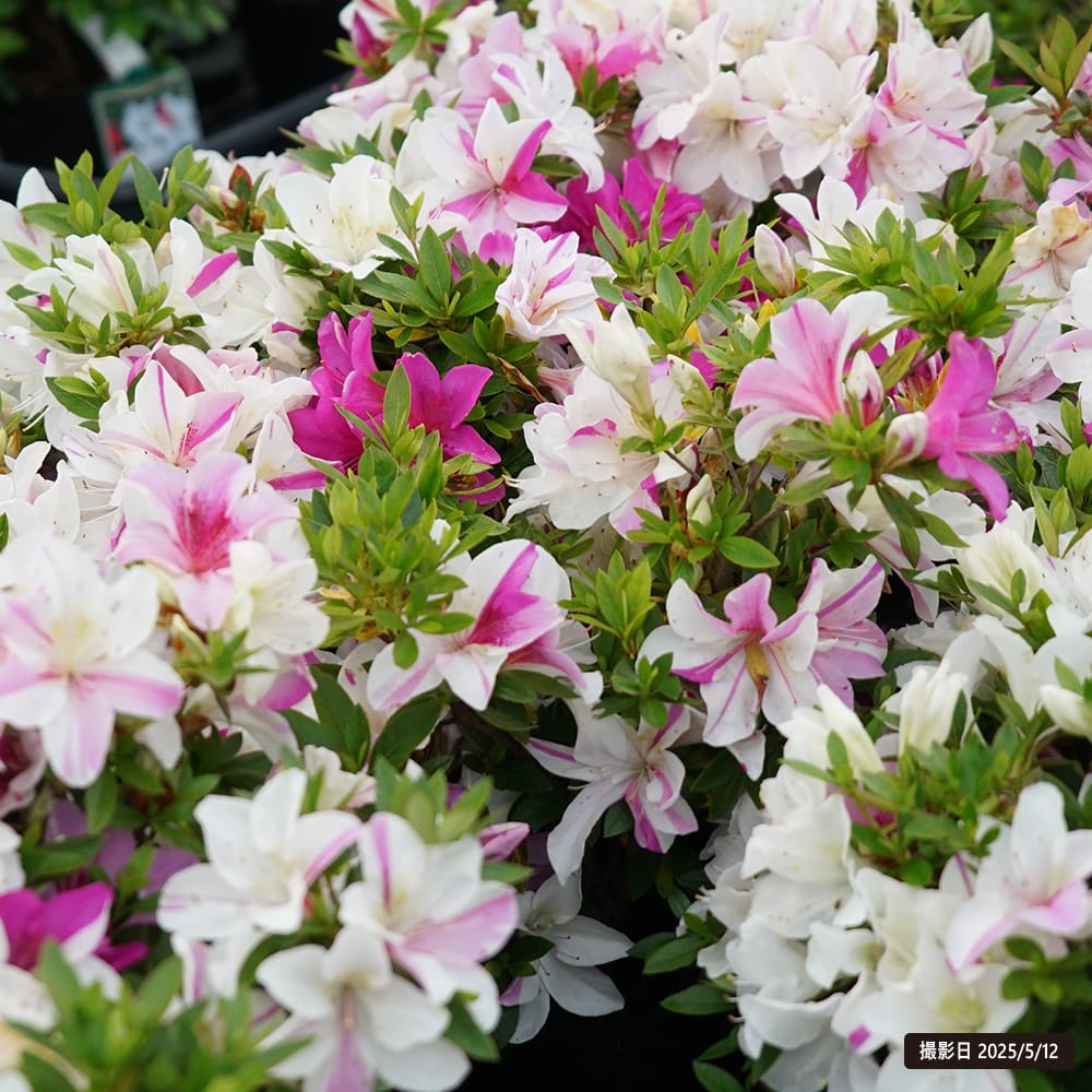 サツキ 萌華 苗 おすすめ 苗木部 By 花ひろばオンライン