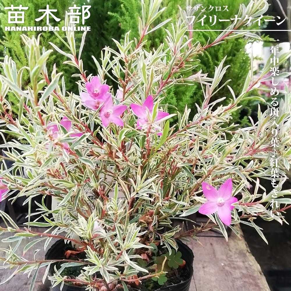 翼苗木 翼の苗木