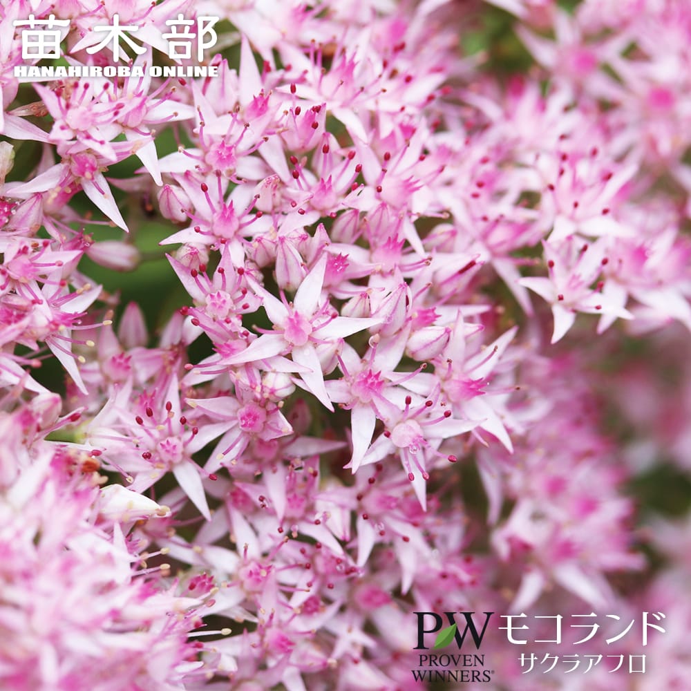 セダム モコランド サクラアフロ 苗 販売 苗木部 By 花ひろばオンライン