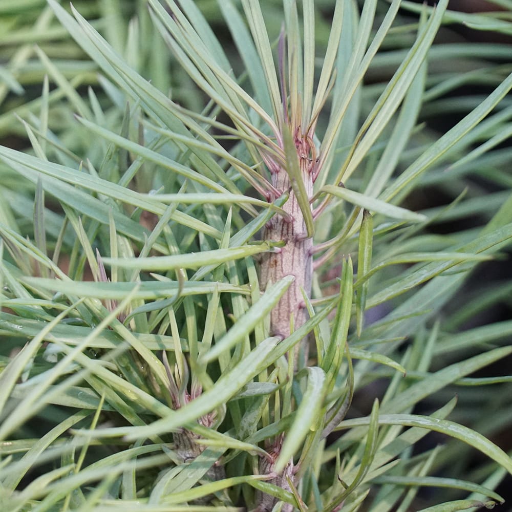 セネシオクレイニア ブランモンキー 苗 販売 苗木部 By 花ひろばオンライン