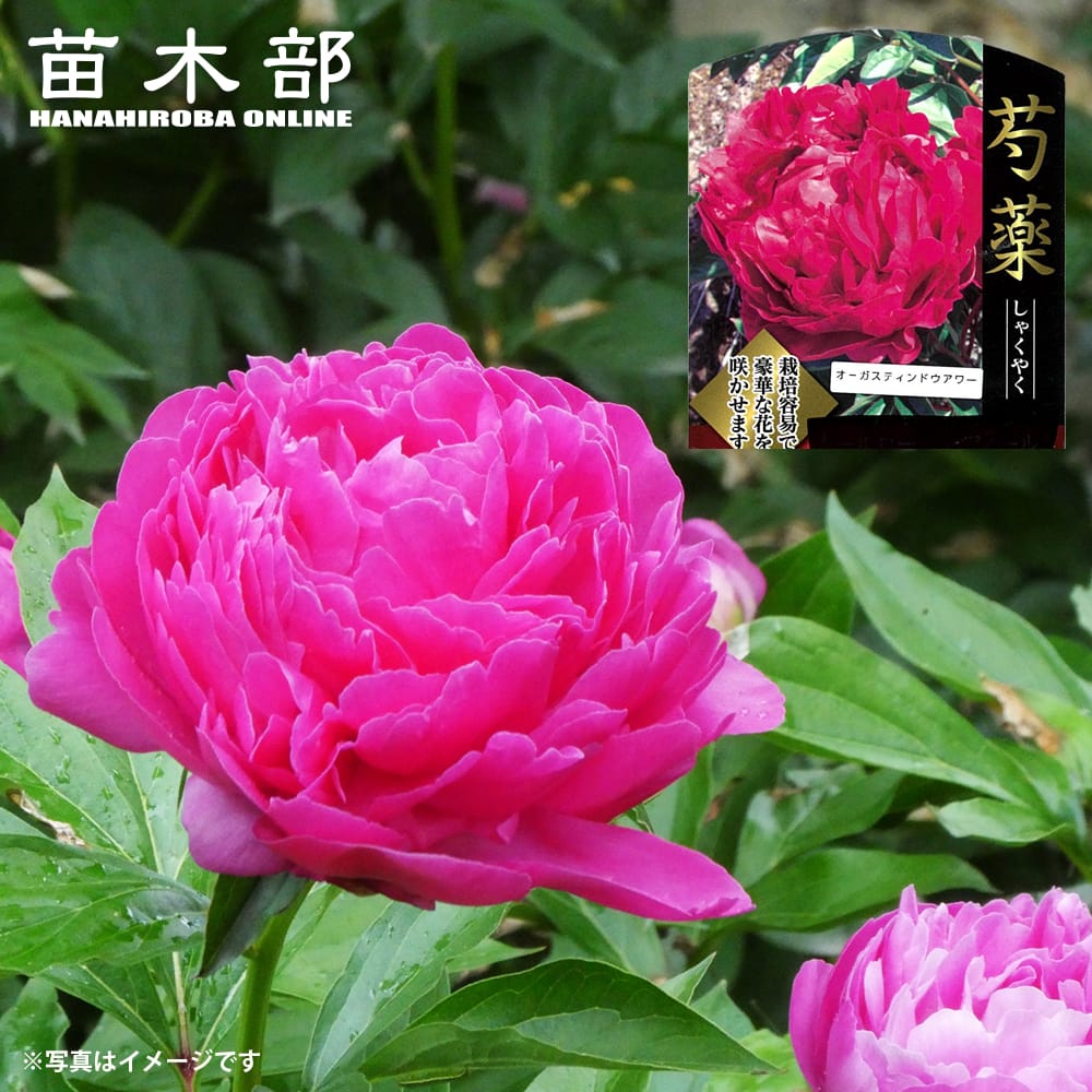 芍薬 西洋シャクヤク オーガスティンドウアワー 苗 販売 苗木部 By 花