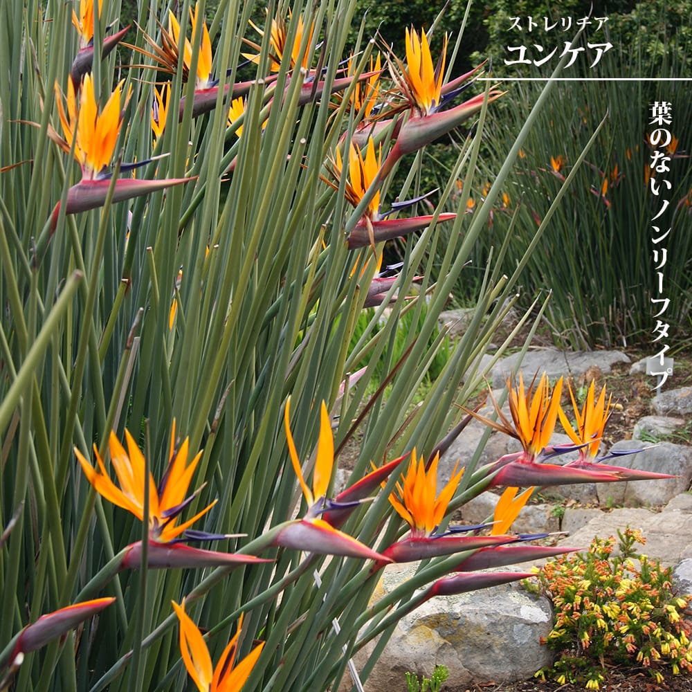 ストレリチア・ユンケア（Strelitzia juncea）7号