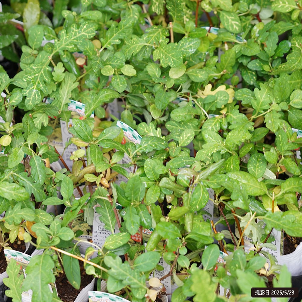 オーダー品 スイカズラとつぶつぶ草 スイカズラ ゴールデンハニーサックル 苗 販売 苗木部 By 花ひろば