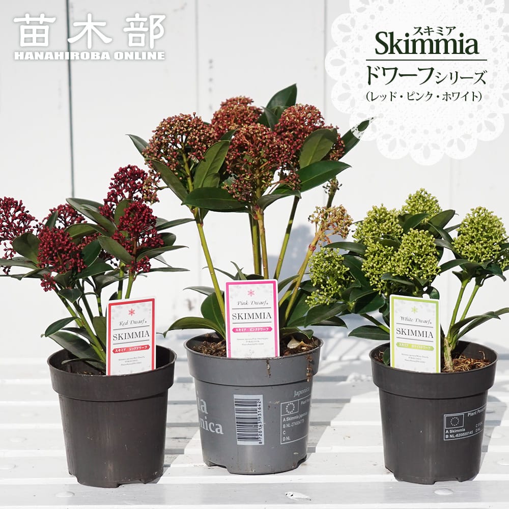 紅キーツ　8号　不織布苗　実付き 紅キーツ 8号 不織布苗 実付き