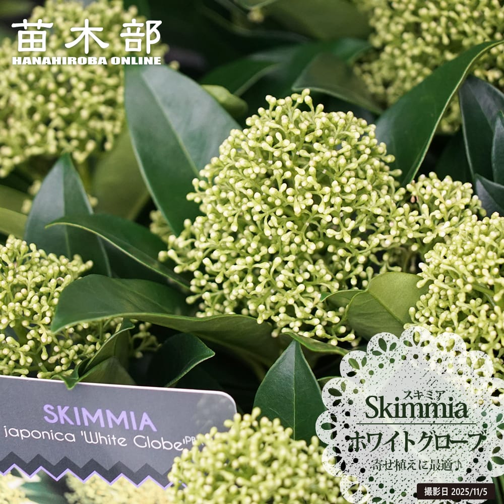 スキミア 花が咲く雄株 ホワイトグローブ 苗 販売 苗木部 By 花ひろば