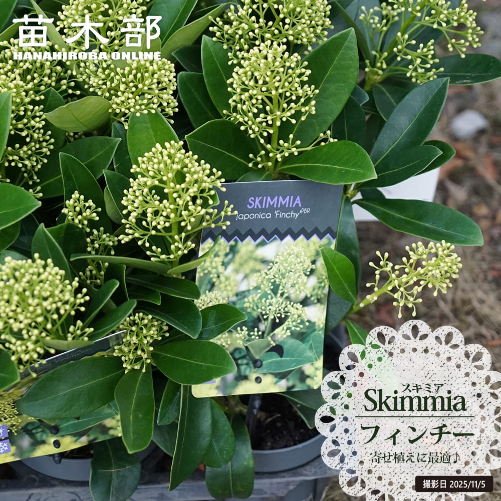 スキミア 花が咲く雄株 フィンチー 苗 販売 苗木部 By 花ひろばオンライン
