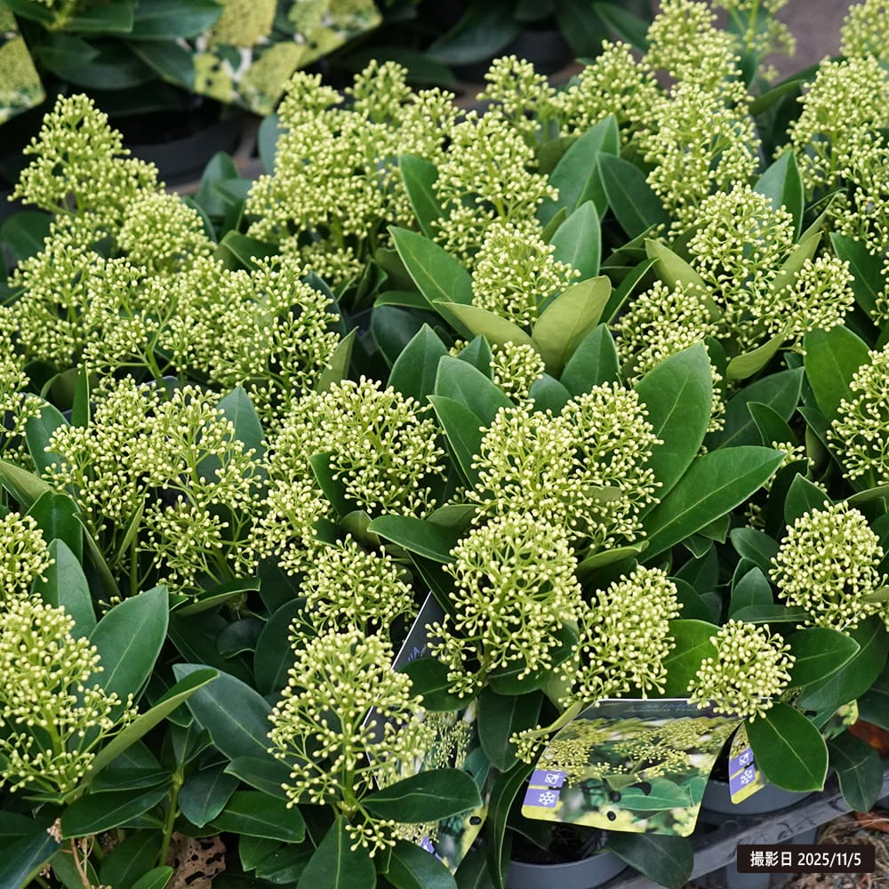 スキミア 花が咲く雄株 フィンチー 苗 販売 苗木部 By 花ひろばオンライン