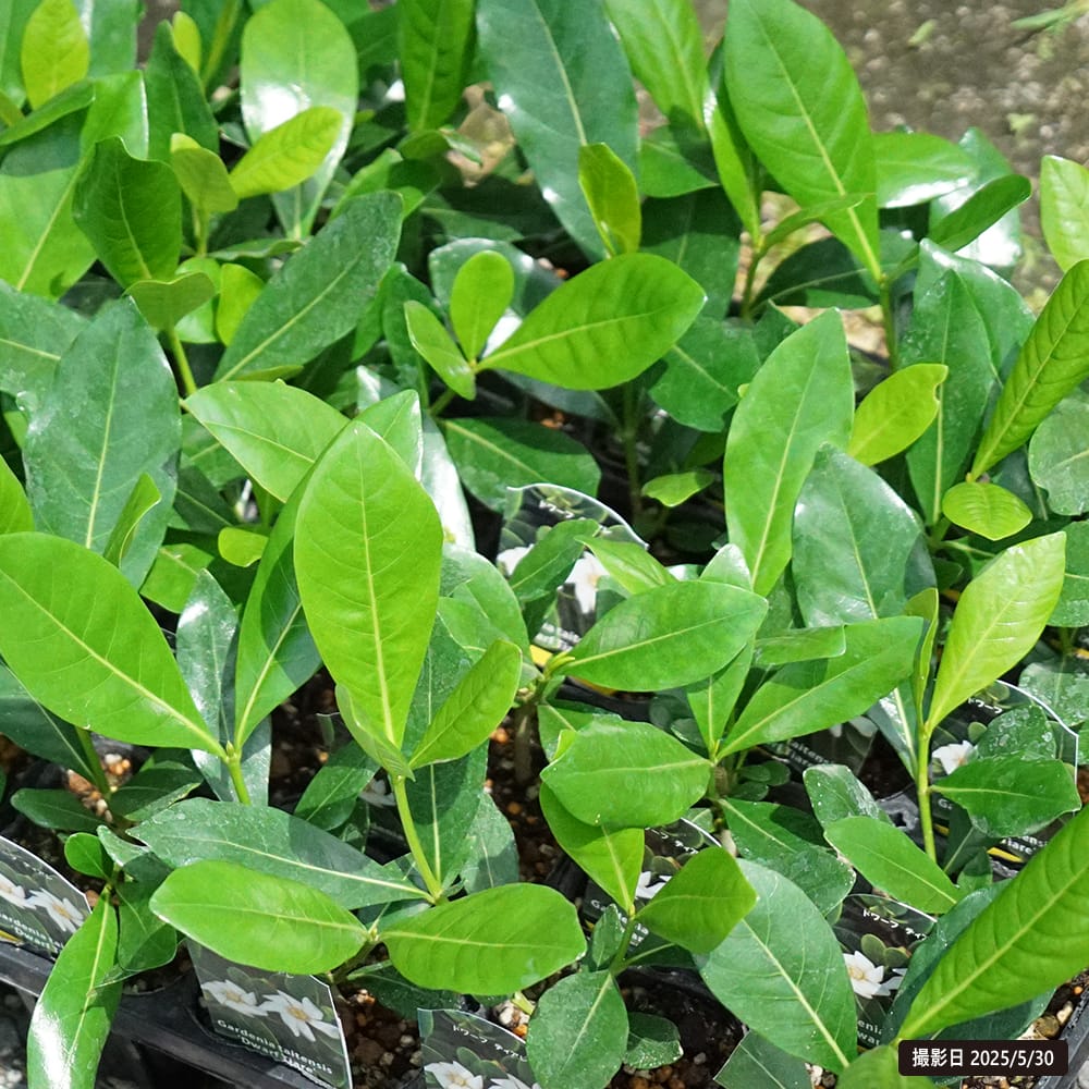 タヒチクチナシ ドワーフティアレ 苗 販売 苗木部 By 花ひろばオンライン