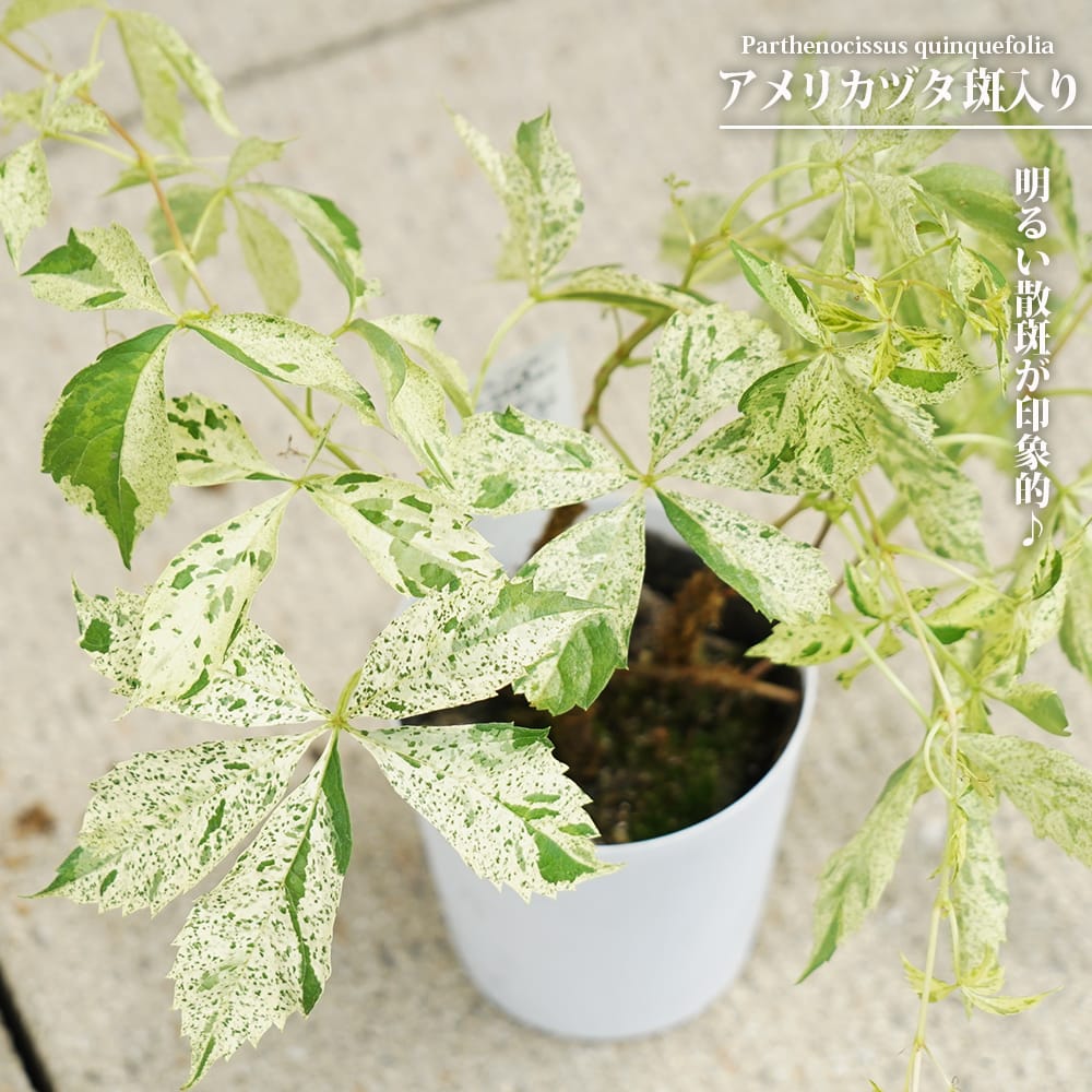 アフリガヅタ 斑入り 苗 販売 苗木部 By 花ひろばオンライン