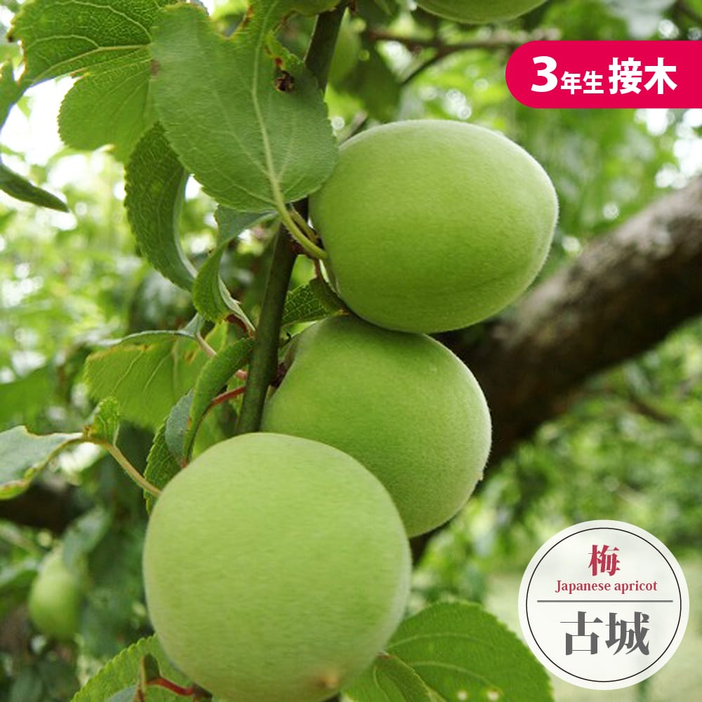 ウメ 実梅 古城 苗 育て方 苗木部 By 花ひろばオンライン