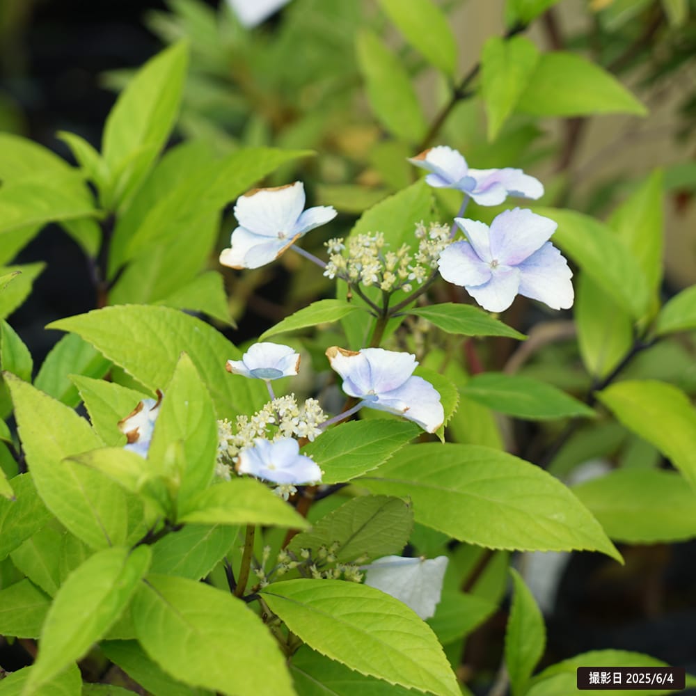 アジサイ 冬アジサイ 苗 販売 苗木部 By 花ひろばオンライン