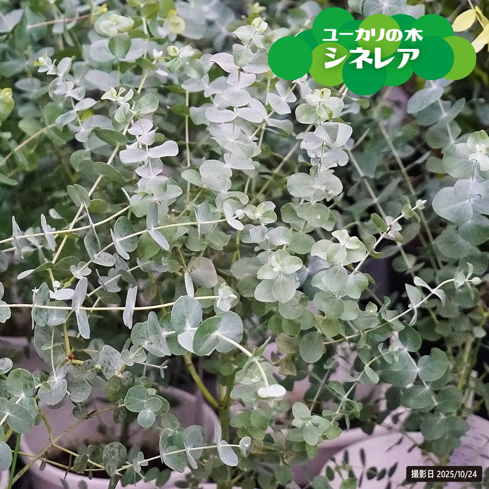 ユーカリ シネレアの通販 苗木部 By 花ひろばオンライン