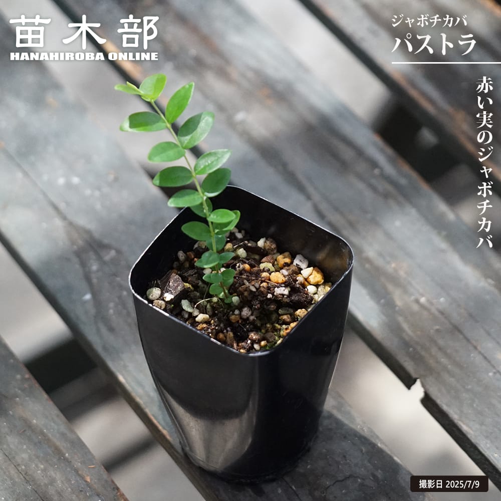 ジャボチカバ実生苗　専用15鉢 ジャボチカバ パストラ 苗 販売 苗木部 By 花ひろばオンライン