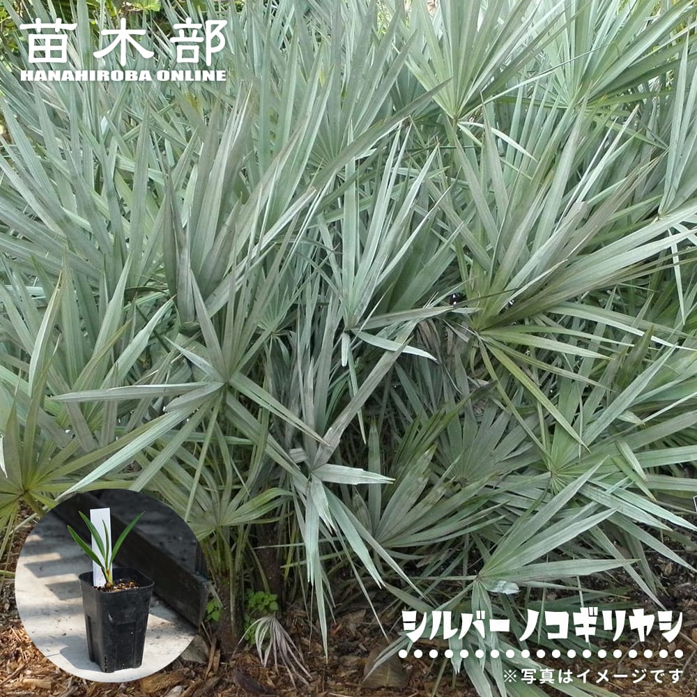 シルバーノコギリヤシ 苗 販売 苗木部 By 花ひろばオンライン