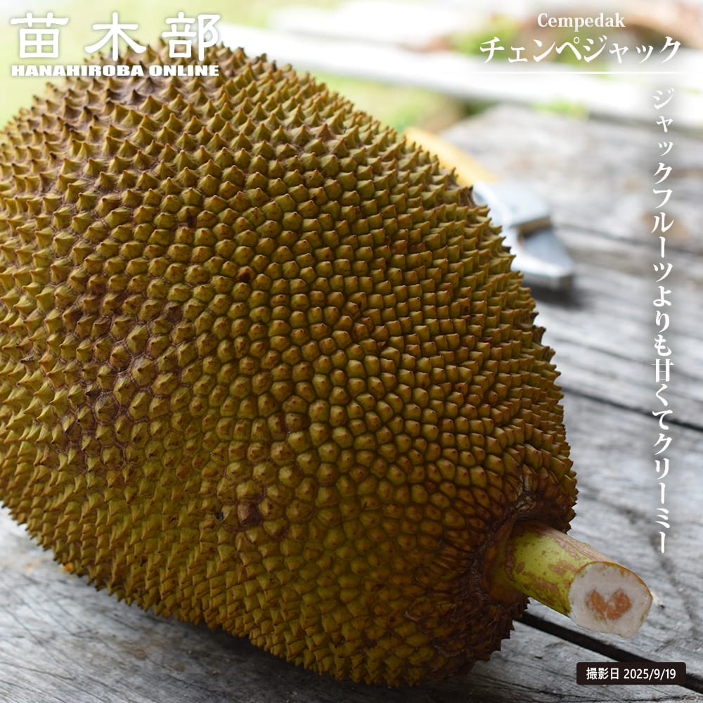 超希少！【赤果肉ジャックフルーツ】接木苗 パラミツ 波羅蜜 世界最大の果実 超希少！【赤果肉ジャックフルーツ】接木苗 パラミツ 波羅蜜