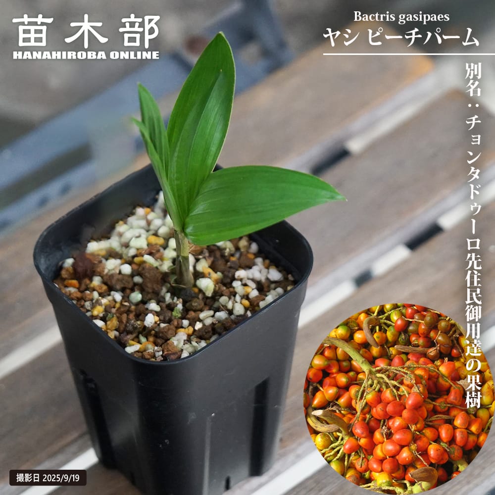 ヤシ ピーチパーム 苗 販売 苗木部 By 花ひろばオンライン
