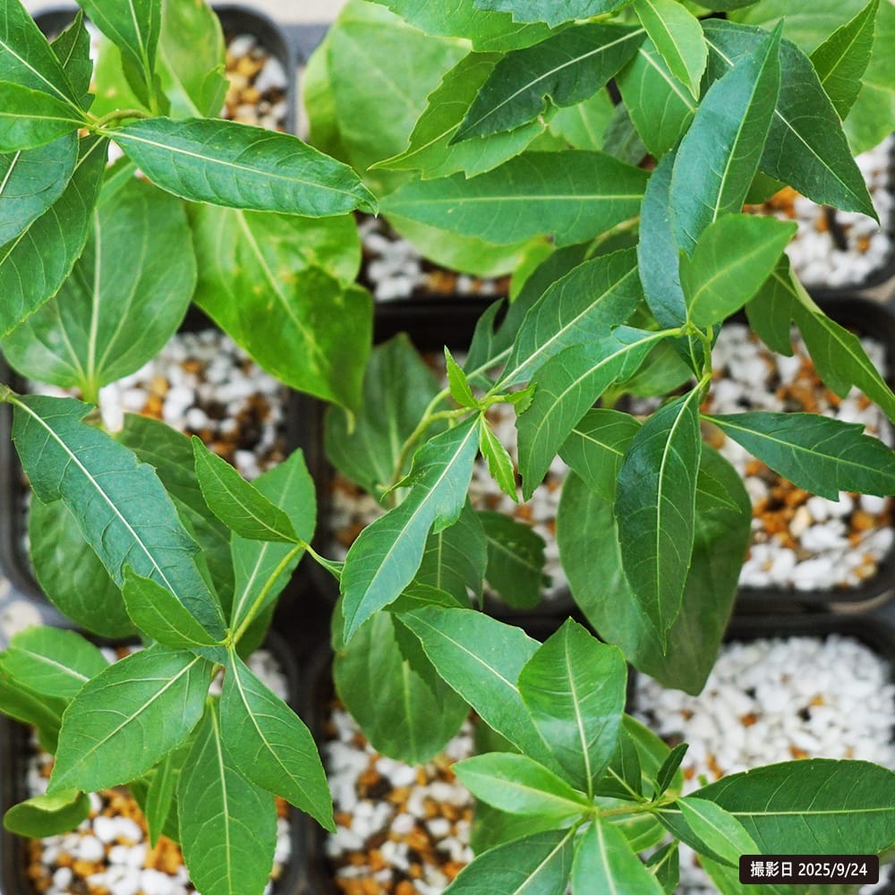 マダガスカルバオバブ 苗 販売 苗木部 By 花ひろばオンライン