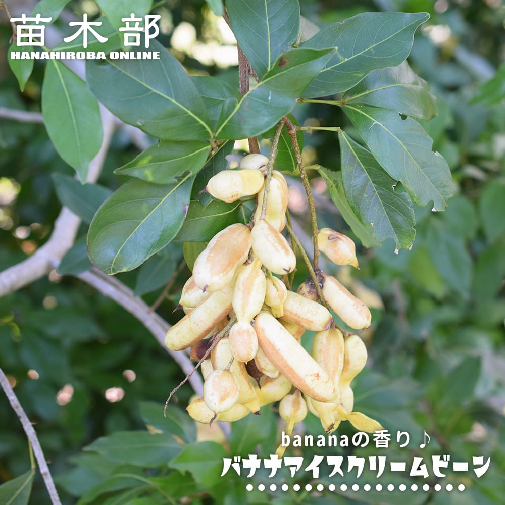 そらいろのたね　バナナ苗　アイスクリームとアップル混合 そらいろのたね様専用 バナナ苗 アイスクリームとアップル混合 アイス