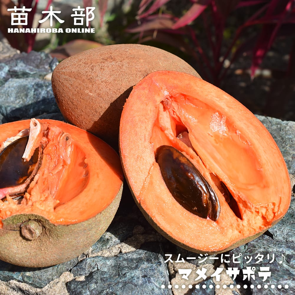 ホワイトサポテ特大苗 120cm ホワイトサポテ特大苗 120cm