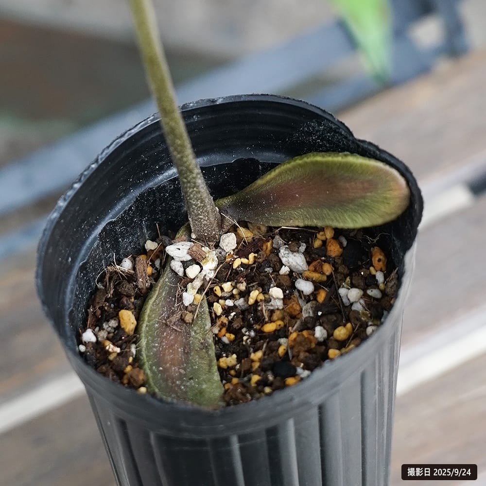 ホワイトサポテ　キャンディ　カフェテリア　メキシコ　接木苗 ホワイトサポテ 接木苗 キャンディ 公式通販 メキシコ ホワイトサポテ