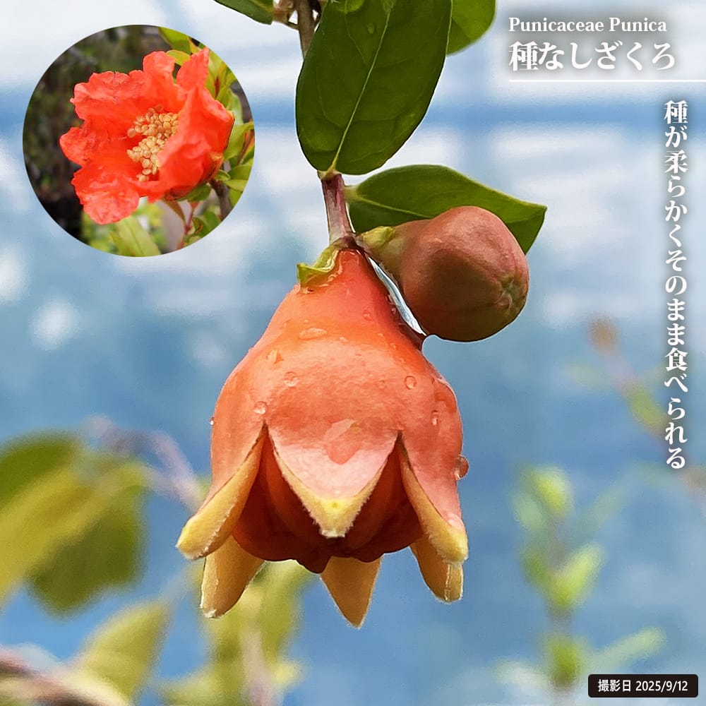 ザクロ 実ザクロ 種無しザクロ 苗 販売 苗木部 By 花ひろばオンライン