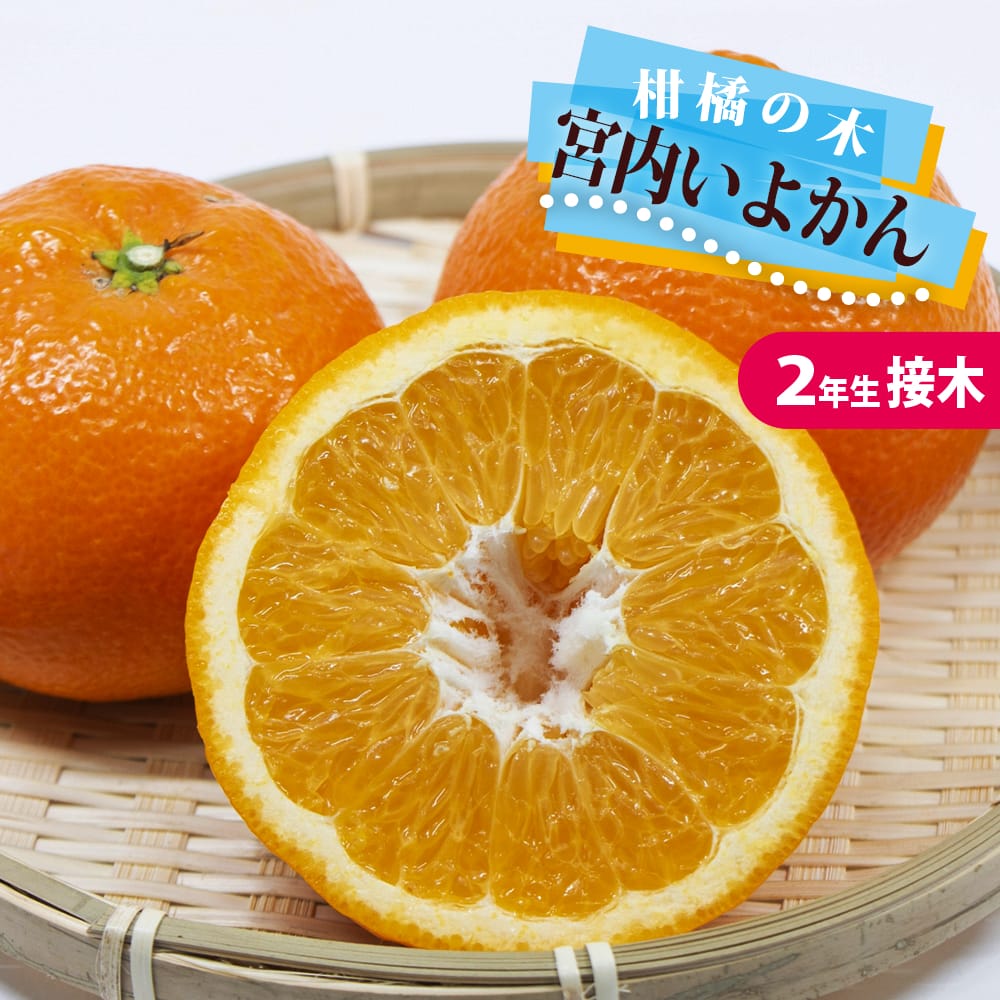 いよかん様専用 いよかん様、専用出品です。 伊予柑の横綱と呼ばれる