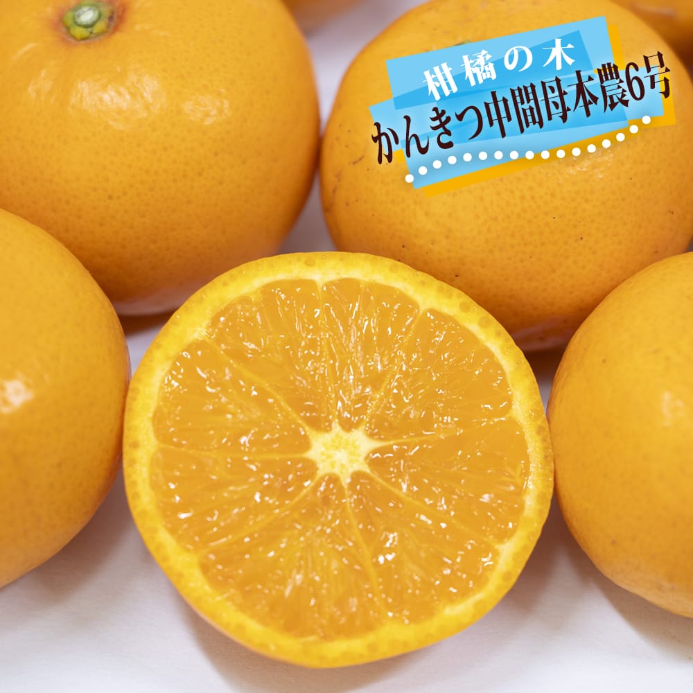 柑橘 かんきつ中間母本農6号 